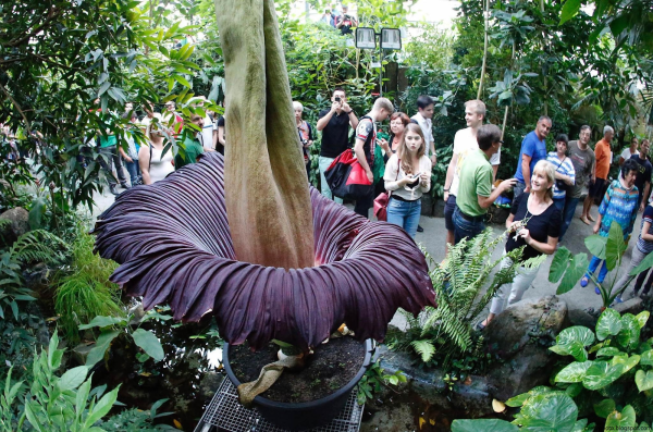 Раффлезия Аморфофаллус