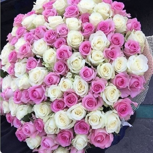 Роза энджой