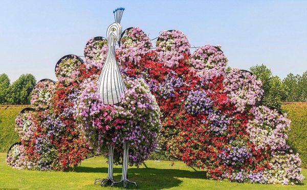 Самый большой букет роз в мире