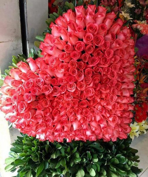 Плетистые розы Берсо