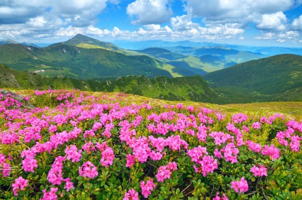 Рододендрон в горах Монти-Сибиллини