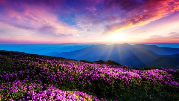 Яркая природа