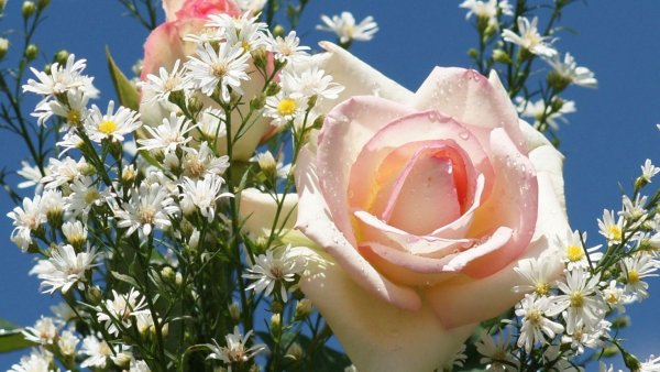 Розы и ромашки