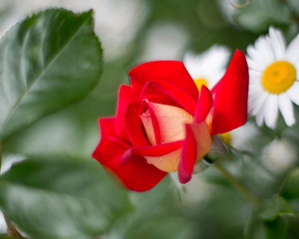 Цветы ромашки хризантемы