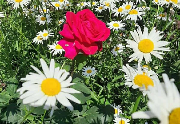 Цветы розы с ромашками
