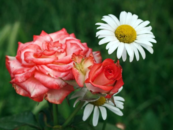 Розы и ромашки