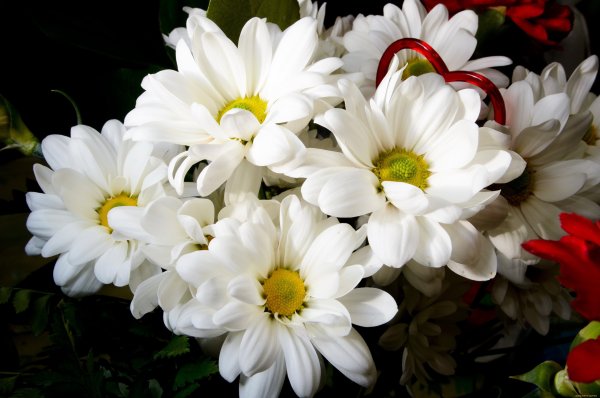 Роскошные ромашки