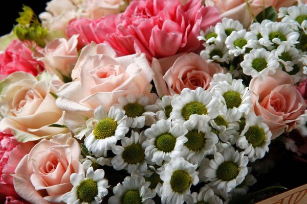 Самые красивые розы и ромашки