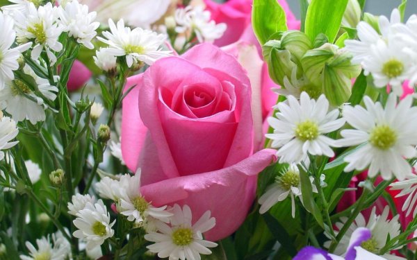 Цветок. Нежность