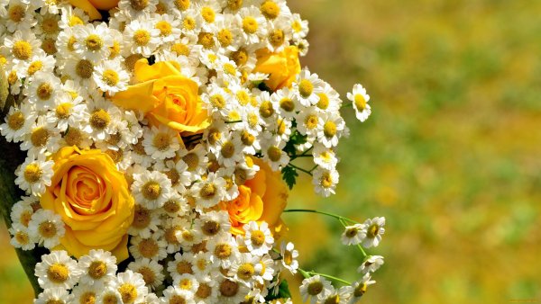 Яркие цветы