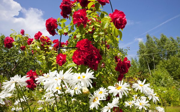 Белая Хризантема бакарди