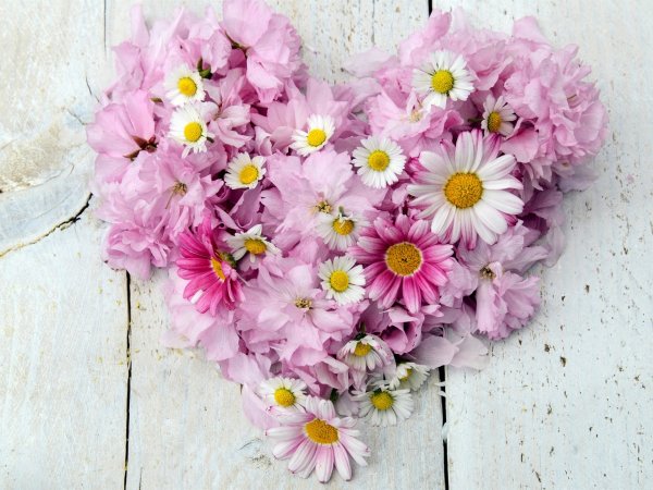 Красивые цветы розы и ромашки