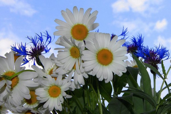 Свадебный букет с ромашками