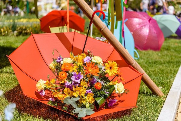 Осенние цветы в зонтике