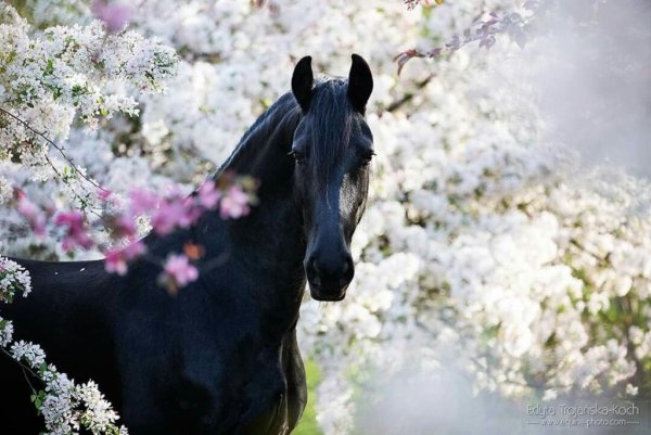 Лошадь в цветах