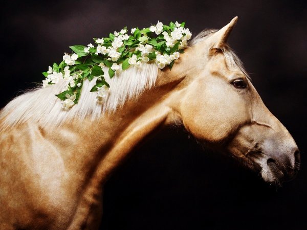 Светлана Петрова фотограф лошади