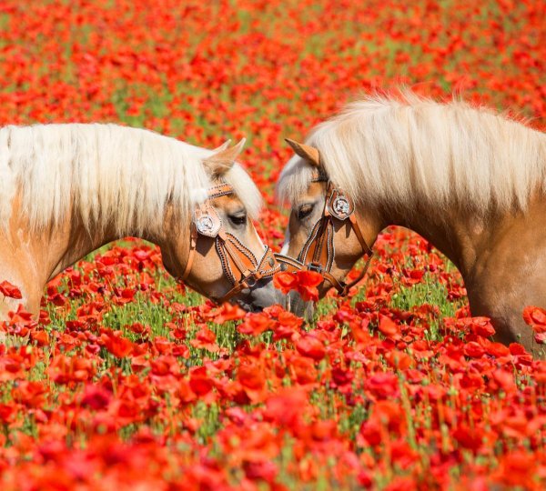Лошадь в маковом поле