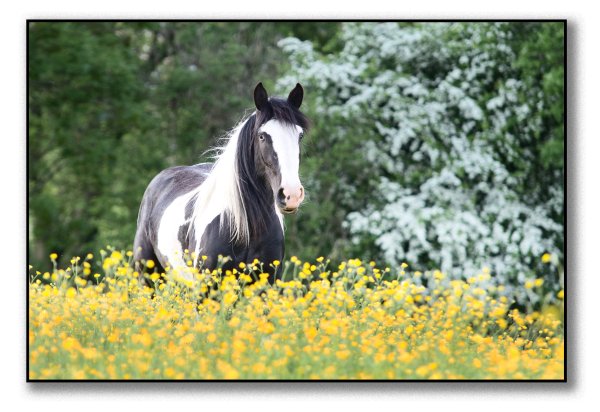 Красивые лошади с цветами