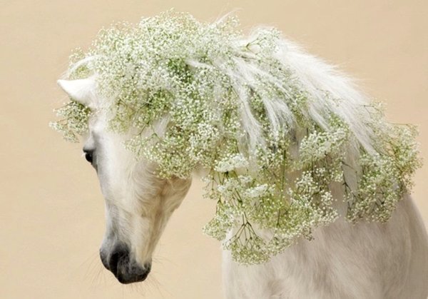 Светлана Петрова фотограф лошади