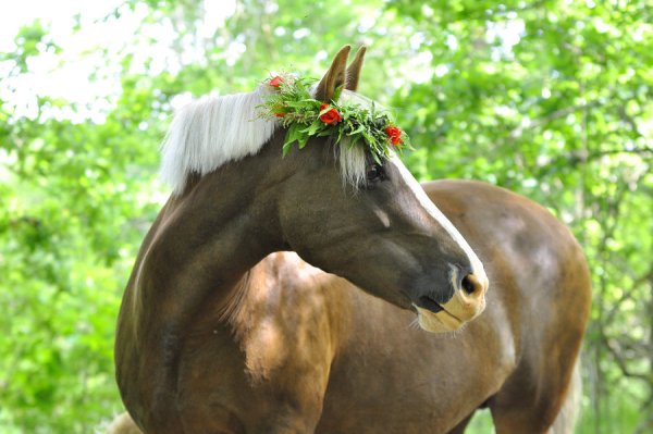 Лошадка в венке