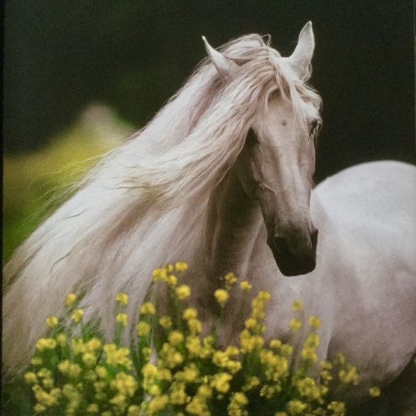 Красивые лошади с цветами