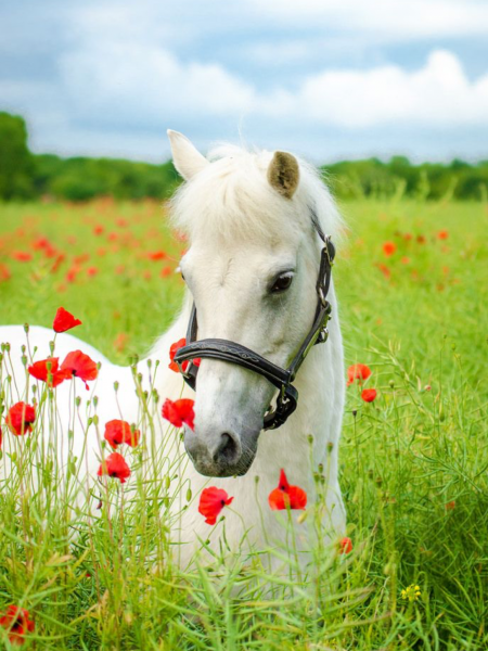 Лошадь в маках