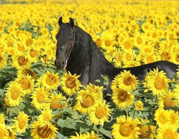 Поле подсолнухов конь