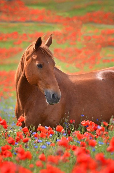 Лошадки в цветах