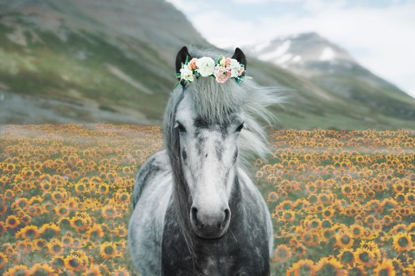Конь в цветах