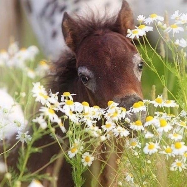 Лошадь в ромашках