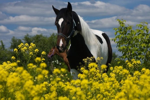 Лошадь в цветах
