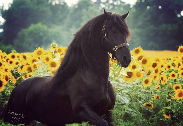 Лошадь в подсолнухах