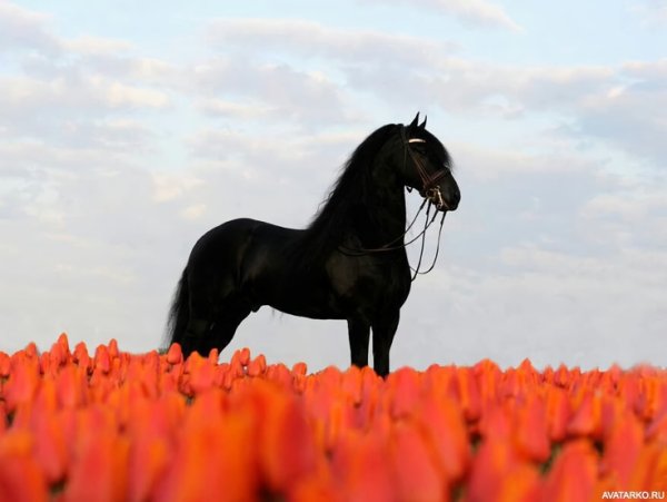 Лошади в тюльпанах