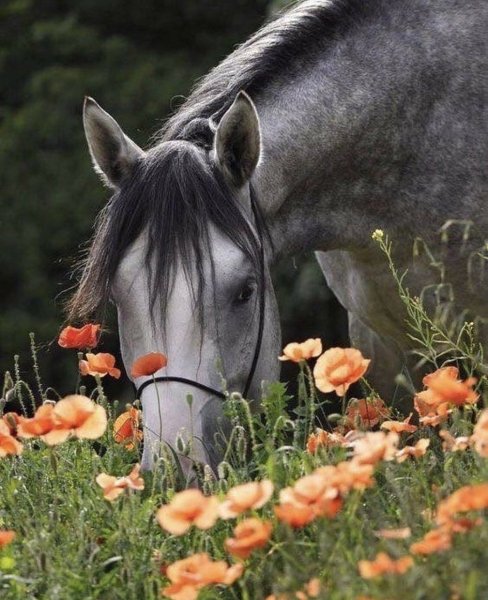 Лошадь в цветах