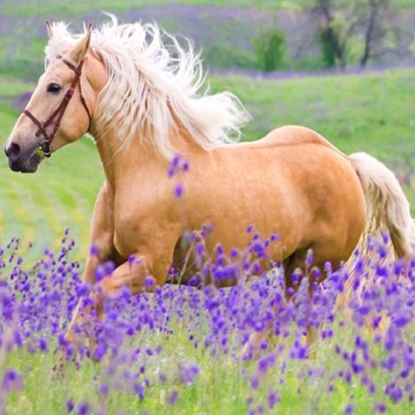 Красивый цвет лошади