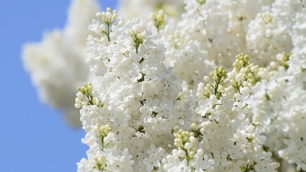 Цветущая сирень белая