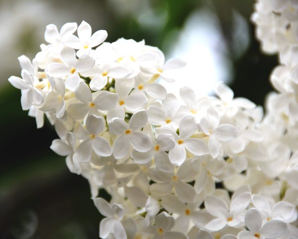 Сирень белая с желтой серединой