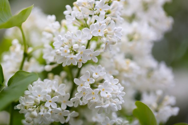 Белая сирень