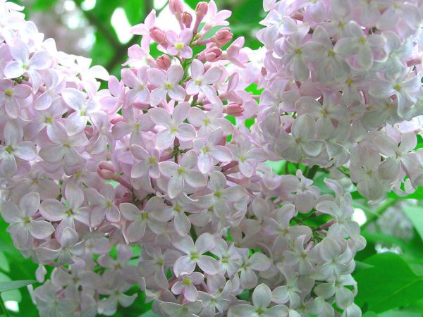 Белая сирень пятилистная