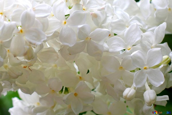 Белая сирень