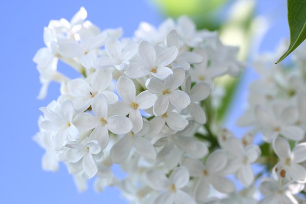 Сирень Экселент