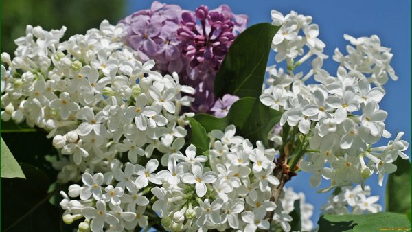 Белая сирень пятилистная