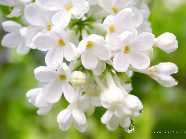 Белая сирень