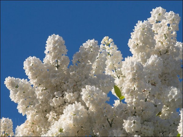 Белая сирень