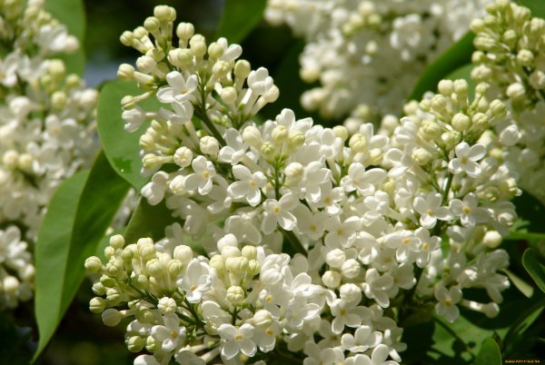 Букет "белая сирень"