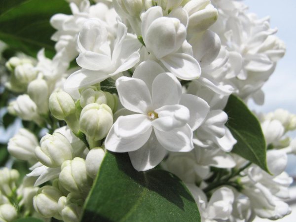 Белая сирень