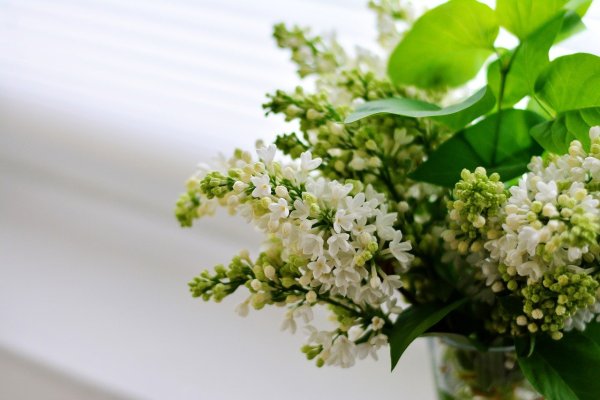 Сирень мадам Флорен