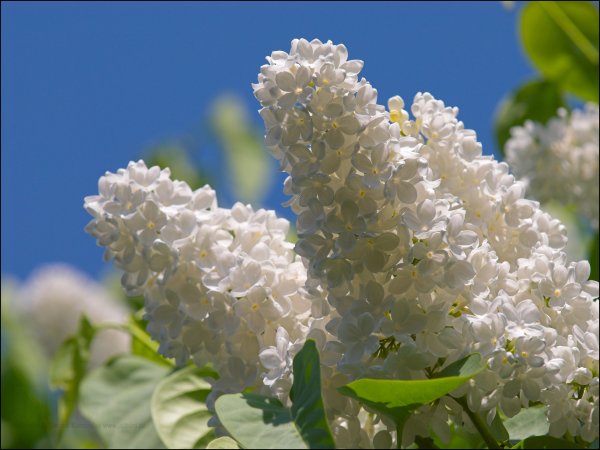 Сирень Флауэр Веста Вайт