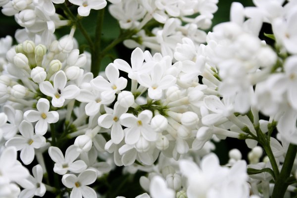 Сирень Ян Ван тол