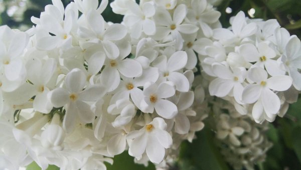 Ветка белой сирени